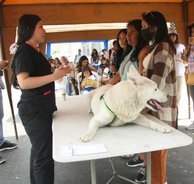  CHORRIFEST PET’S: Municipalidad de Chorrillos organizó Feria para Mascotas 