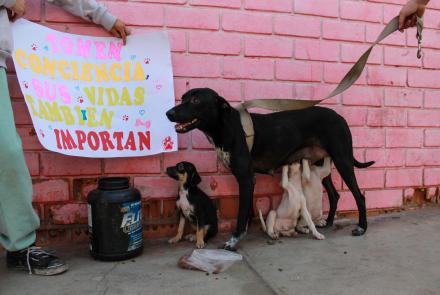 Animalitos fueron amamantados.